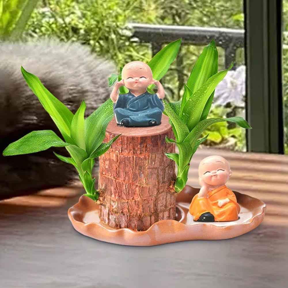 Brazilian Lucky Wood Plant - Pack of 1