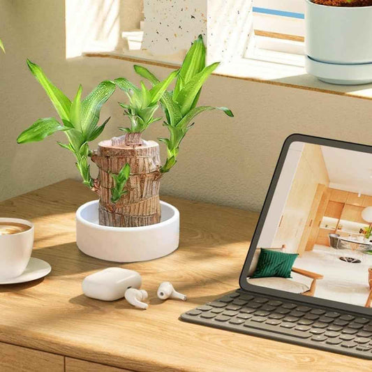 Brazilian Lucky Wood Plant - Pack of 1