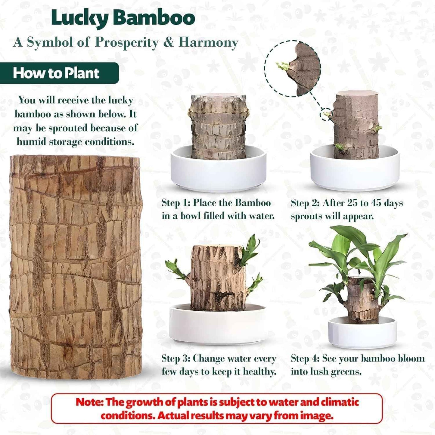 Brazilian Lucky Wood Plant - Pack of 1