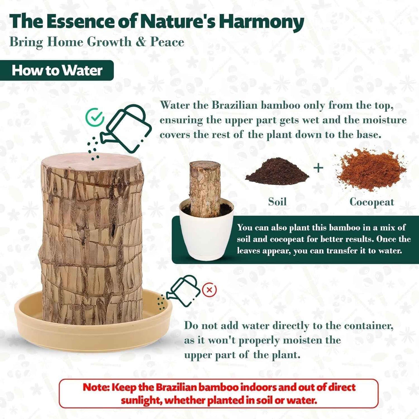 Brazilian Lucky Wood Plant - Pack of 1
