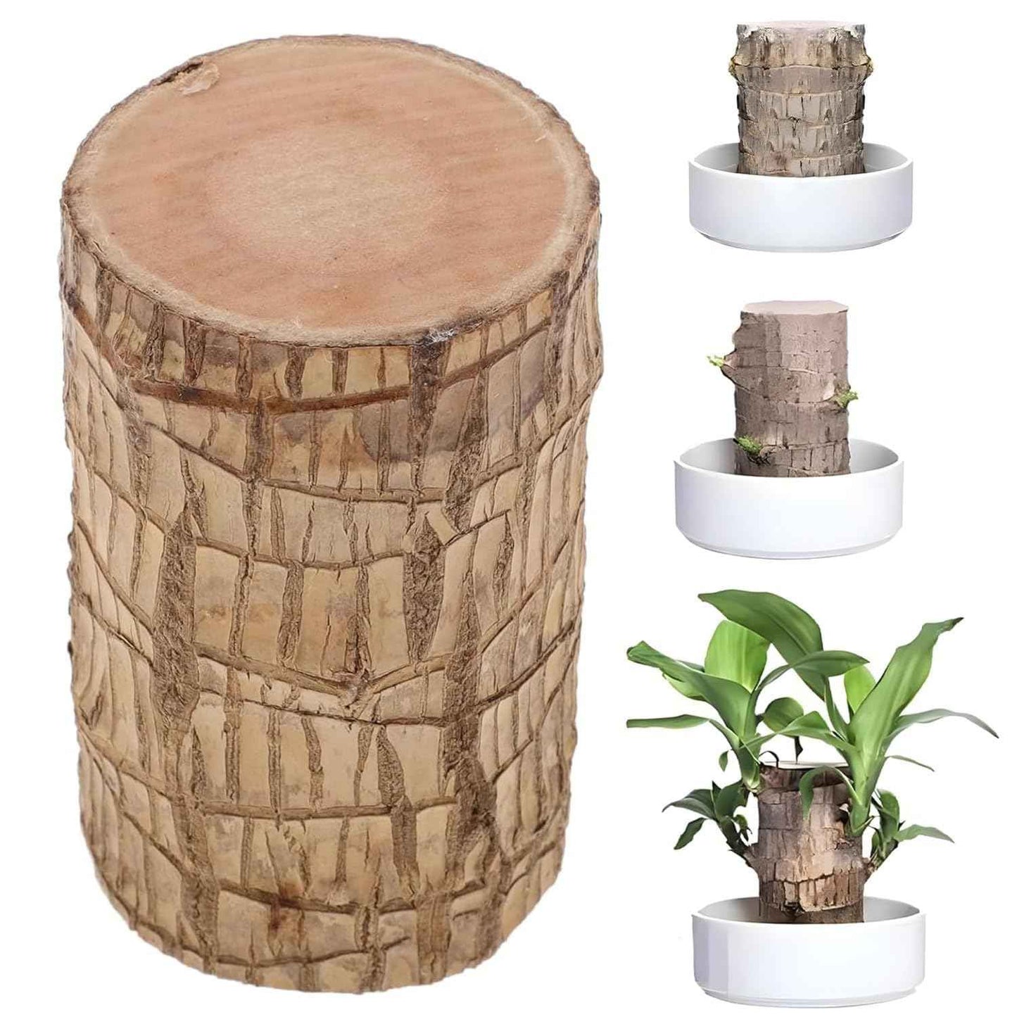 Brazilian Lucky Wood Plant - Pack of 1