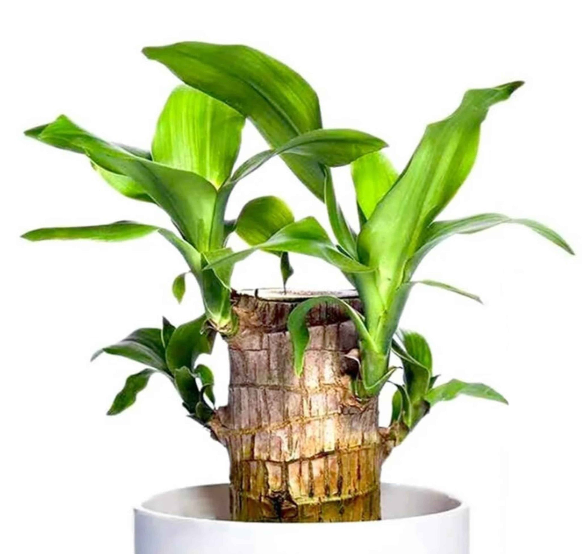 Brazilian Lucky Wood Plant - Pack of 1