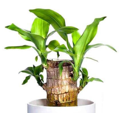 Brazilian Lucky Wood Plant - Pack of 1
