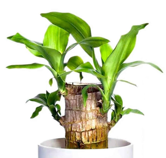Brazilian Lucky Wood Plant - Pack of 1