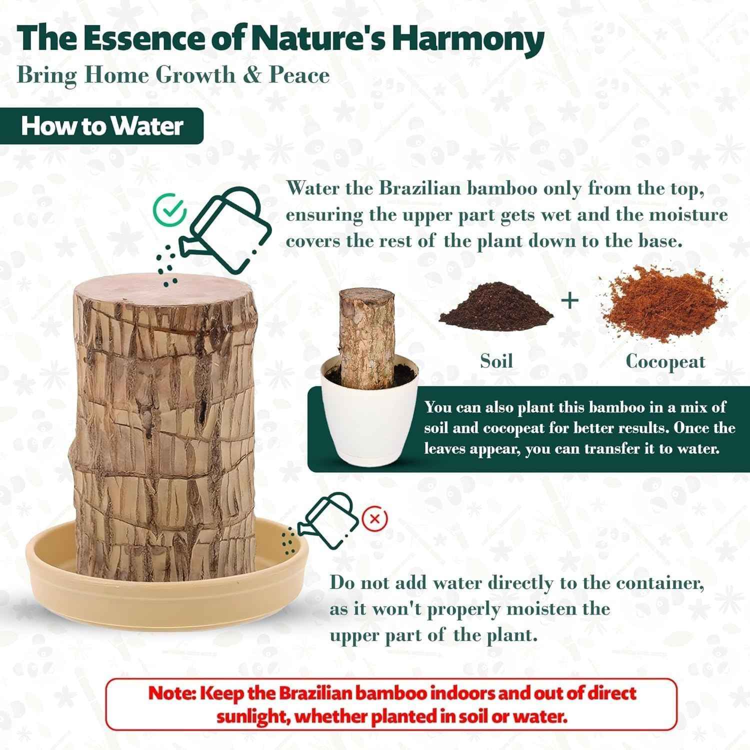 Brazilian Lucky Wood Plant - Pack of 1