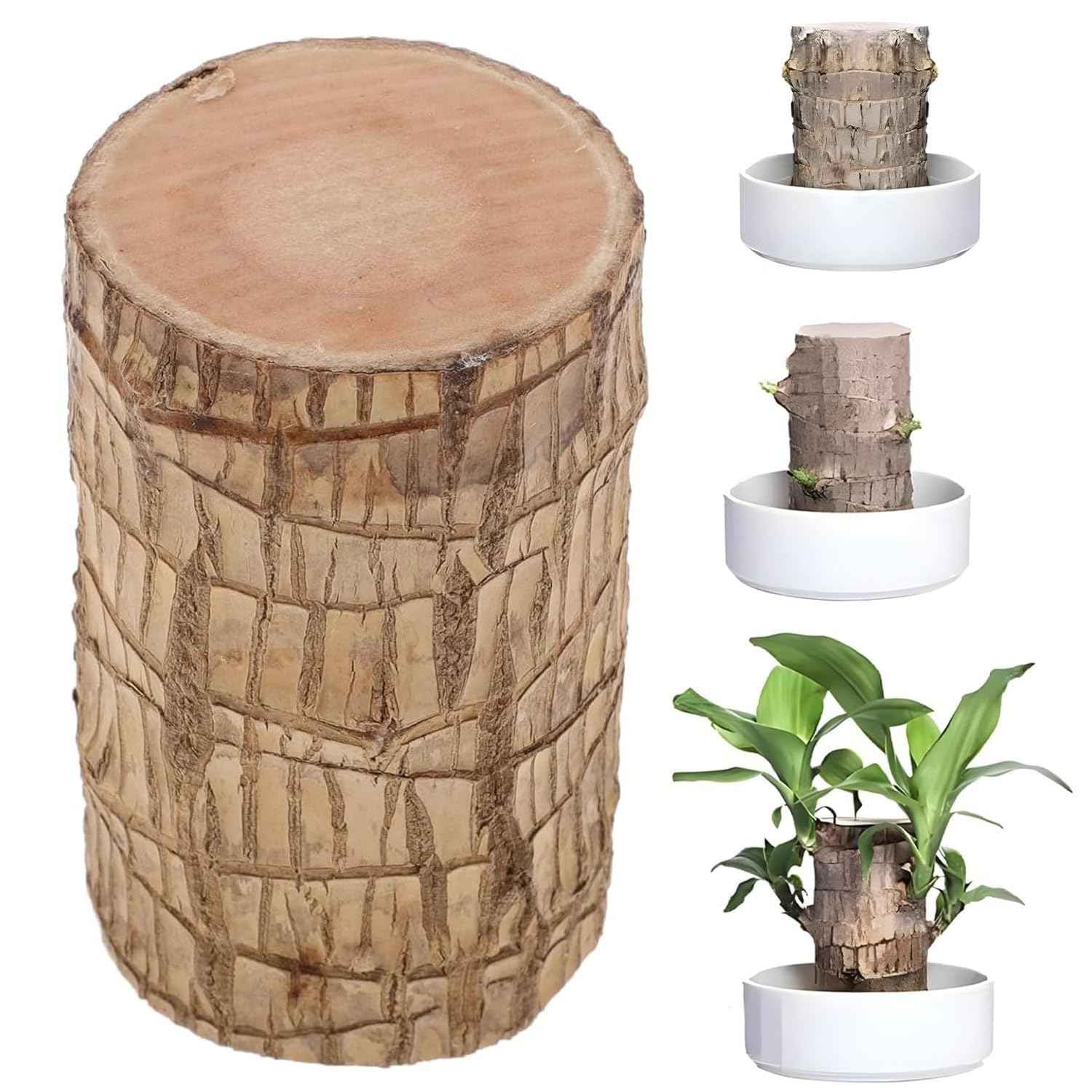 Brazilian Lucky Wood Plant - Pack of 1